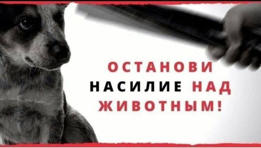 ОВД Октябрьского райисполкома разъясняет ответственность за жестокое обращение с животными